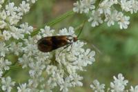 Nemophora fasciella
