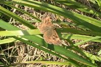 Erynnis tages