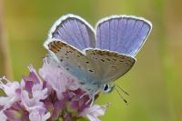 Plebejus argyrognomon