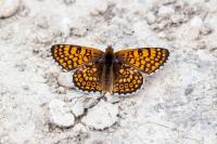 Melitaea cinxia