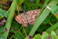 Ematurga atomaria