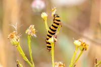 Tyria jacobaeae