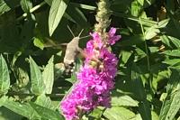 Macroglossum stellatarum