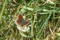 Aricia agestis