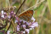 Melitaea didyma