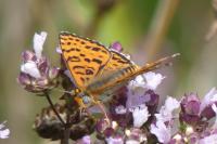 Melitaea didyma