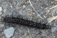 Aglais io