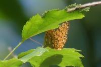 Speyeria aglaja