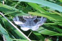 Epirrhoe alternata