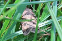 Agrotis segetum