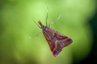 Synaphe punctalis