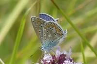 Polyommatus icarus