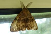 Lymantria dispar