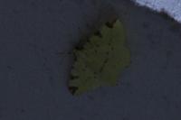 Opisthograptis luteolata