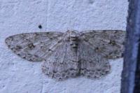 Ectropis crepuscularia