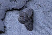 Hypomecis punctinalis