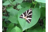 Euplagia quadripunctaria
