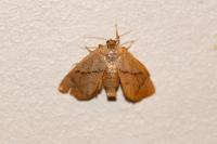 Apoda limacodes