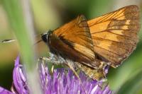 Ochlodes sylvanus