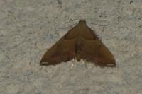 Endotricha flammealis