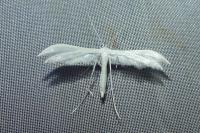 Pterophorus pentadactylus