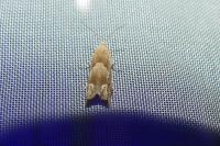 Eucosma conterminana