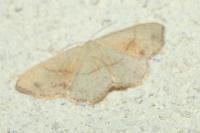 Cyclophora punctaria