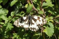Melanargia galathea
