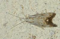 Catoptria falsella