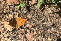 Argynnis paphia
