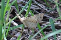 Cyclophora punctaria
