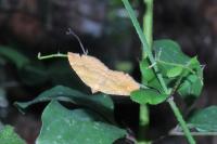 Camptogramma bilineata