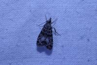 Eudonia mercurella