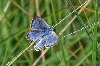 Phengaris alcon