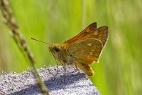 Ochlodes sylvanus