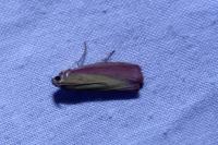 Oncocera semirubella