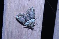 Cryphia algae