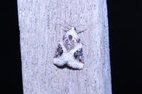 Pseudeustrotia candidula