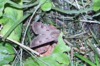 Agrotis exclamationis exclamationis