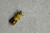 Agapeta zoegana
