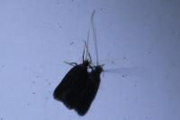 Homaloxestis briantiella