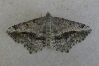 Chiasmia aestimaria