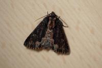 Dypterygia scabriuscula