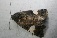 Tyta luctuosa