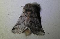 Thaumetopoea pityocampa