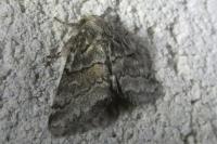 Gluphisia crenata
