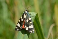 Callimorpha dominula