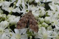 Anthophila fabriciana