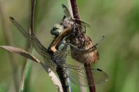 Lymantria dispar
