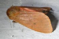 Phragmatobia fuliginosa